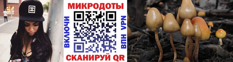 Галлюциногенные грибы Psilocybe  Санкт-Петербург 